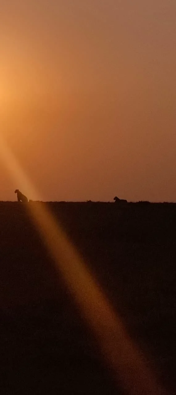 Maasai Mara sunrise during the Great Migration season